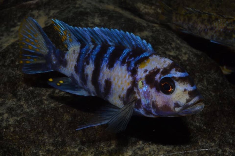 Maylandia zebra 'Masinje'